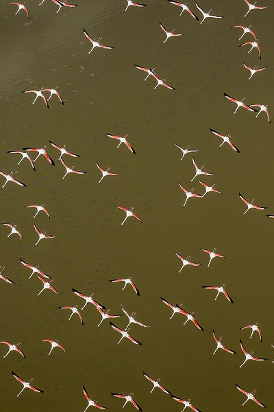 Africa, Kenya, Magadi, Aerial view of Lesser Flamingos (Phoenicoparrus minor