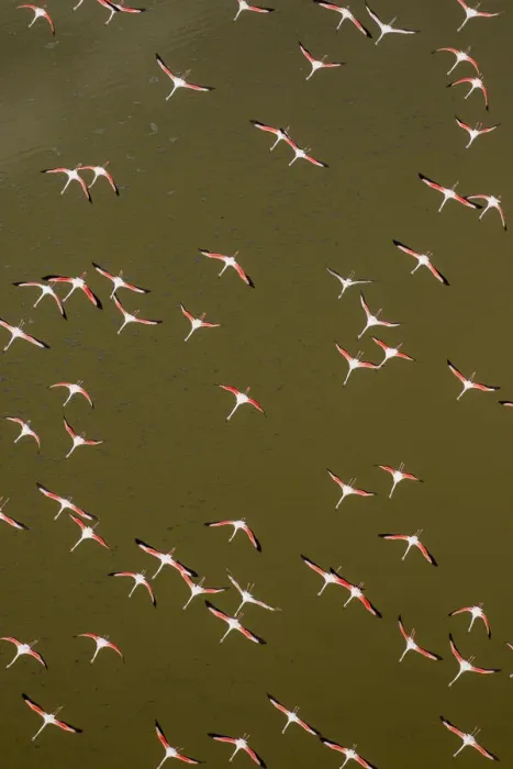Framed Print : Africa, Kenya, Magadi, Aerial view of Lesser Flamingos (Phoenicoparrus minor