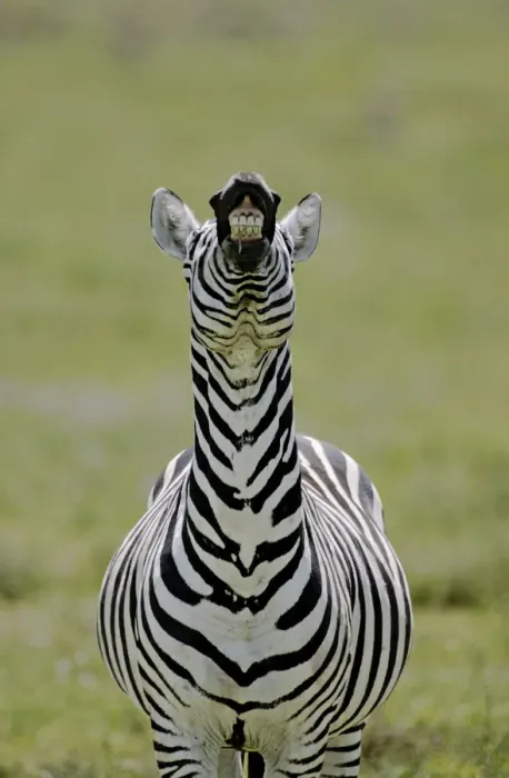Framed Print : Africa, Kenya. Male Burchells zebra exhibits flehmen display to sense females Framed Print : Africa, Kenya. Male Burchells zebra exhibits flehmen display to sense females