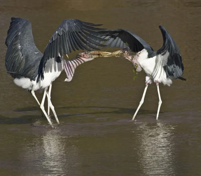 Framed Print : Africa, Kenya. Marabou storks struggle over nesting material Framed Print : Africa, Kenya. Marabou storks struggle over nesting material