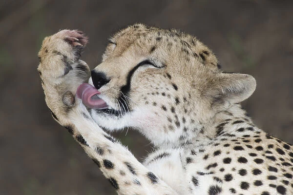 Africa, Kenya, Masai Mara. Detail of adult cheetah licking blood off paw after a kill