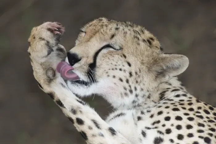 Framed Print : Africa, Kenya, Masai Mara. Detail of adult cheetah licking blood off paw after a kill Framed Print : Africa, Kenya, Masai Mara. Detail of adult cheetah licking blood off paw after a kill