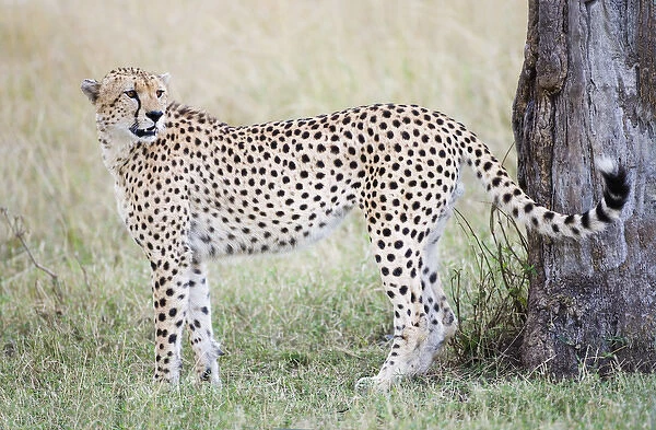 Africa, Kenya, Masai Mara. Adult male cheetah pauses by tree