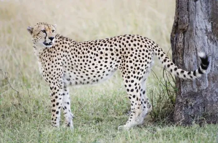 Framed Print : Africa, Kenya, Masai Mara. Adult male cheetah pauses by tree Framed Print : Africa, Kenya, Masai Mara. Adult male cheetah pauses by tree