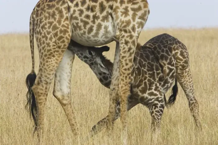 Framed Print : Africa, Kenya, Masai Mara. Baby Masai giraffe nursing its mother Framed Print : Africa, Kenya, Masai Mara. Baby Masai giraffe nursing its mother