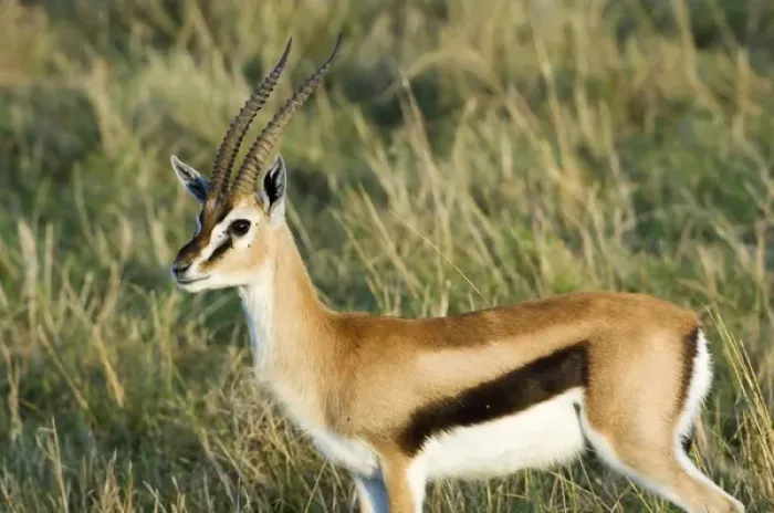 Framed Print : Africa, Kenya, Masai Mara. Close-up of male Thomsons gazelle Framed Print : Africa, Kenya, Masai Mara. Close-up of male Thomsons gazelle