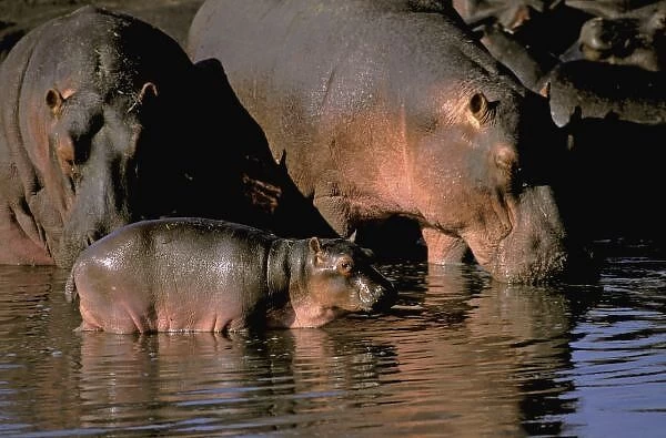 Africa, Kenya, Masai Mara. Common hippopotamuses (Hippopotamuses amphibius)