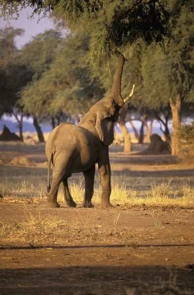 Africa, Kenya, Masai Mara. Elephant (Loxodonta africana)