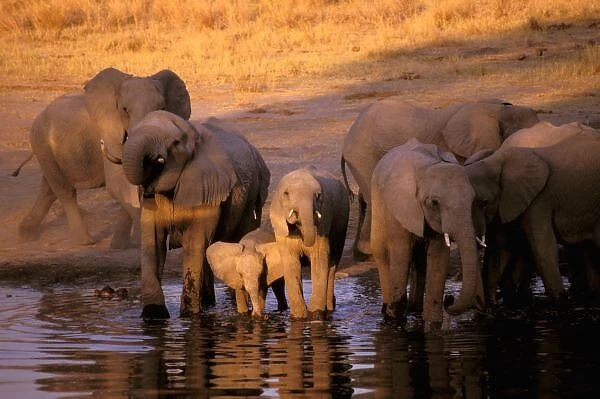 Africa, Kenya, Masai Mara. Elephants (Loxodonta africana)