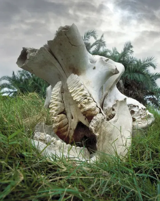 Framed Print : Africa, Kenya, Masai Mara Game Reserve. Elephant skull Framed Print : Africa, Kenya, Masai Mara Game Reserve. Elephant skull