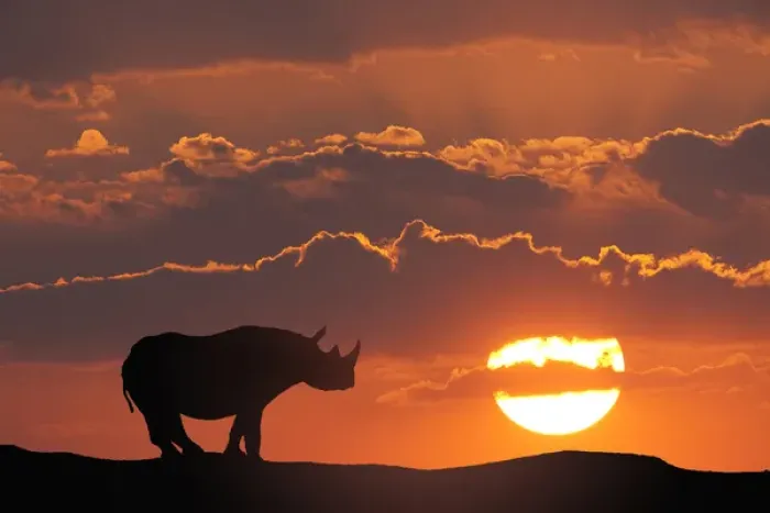 Framed Print : Africa, Kenya, Masai Mara Game Reserve. Composite of white rhino silhouette and sunset Framed Print : Africa, Kenya, Masai Mara Game Reserve. Composite of white rhino silhouette and sunset