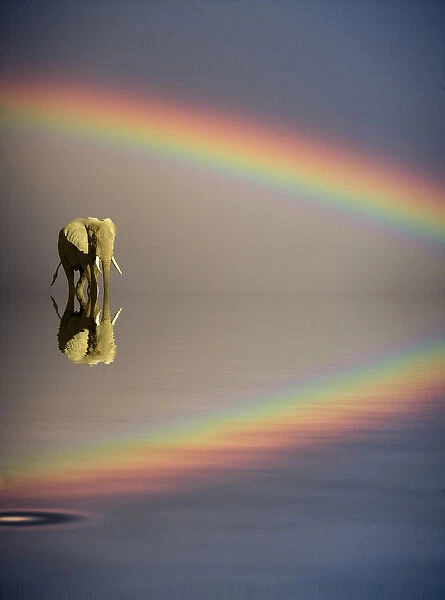 Africa, Kenya, Masai Mara Game Reserve. Composite concept of bull elephant, water and rainbow