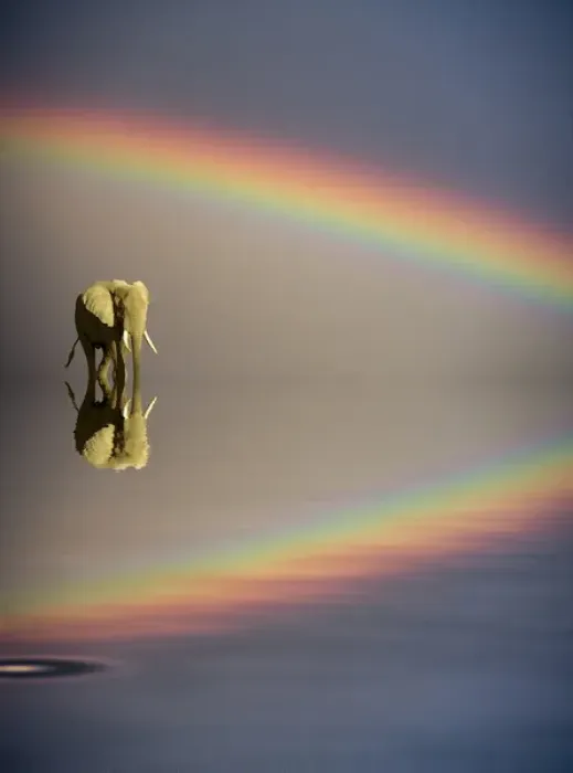 Framed Print : Africa, Kenya, Masai Mara Game Reserve. Composite concept of bull elephant, water and rainbow Framed Print : Africa, Kenya, Masai Mara Game Reserve. Composite concept of bull elephant, water and rainbow