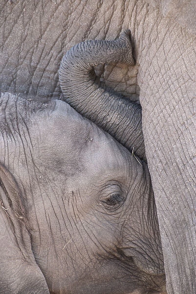 Africa, Kenya, Masai Mara Game Reserve. Baby elephant nursing its mother. Credit as