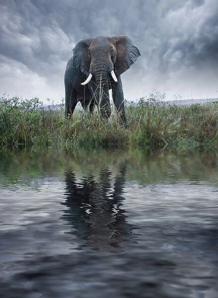 Africa, Kenya, Masai Mara Game Reserve. Composite of elephant reflecting in water
