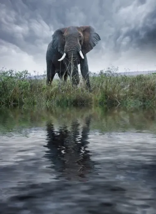 Framed Print : Africa, Kenya, Masai Mara Game Reserve. Composite of elephant reflecting in water