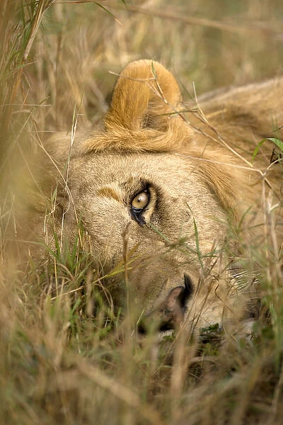 Africa, Kenya, Masai Mara Game Reserve. Male lion sleeping in grass
