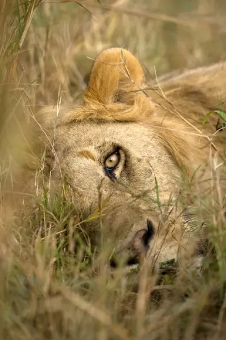 Framed Print : Africa, Kenya, Masai Mara Game Reserve. Male lion sleeping in grass Framed Print : Africa, Kenya, Masai Mara Game Reserve. Male lion sleeping in grass