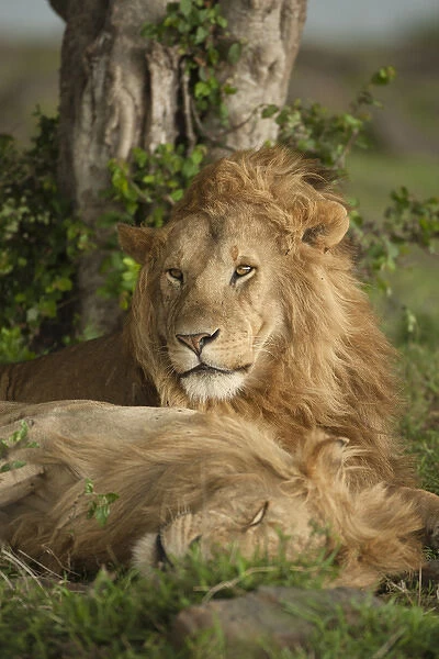 Africa, Kenya, Masai Mara Game Reserve, Lower Mara, Lion, Panthera leo, males resting