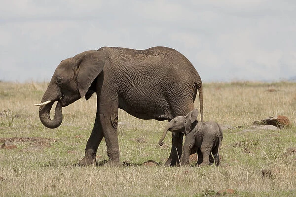 Africa, Kenya, Masai Mara Game Reserve, African Elephant, Loxodonta africana, mother