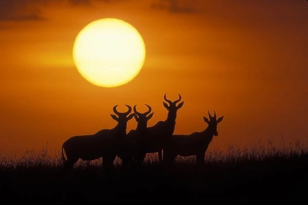Africa, Kenya, Masai Mara Game Reserve, Topi antelope (Alcelaphus buselaphus) silhouetted