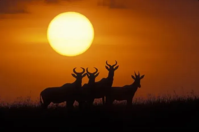 Framed Print : Africa, Kenya, Masai Mara Game Reserve, Topi antelope (Alcelaphus buselaphus) silhouetted