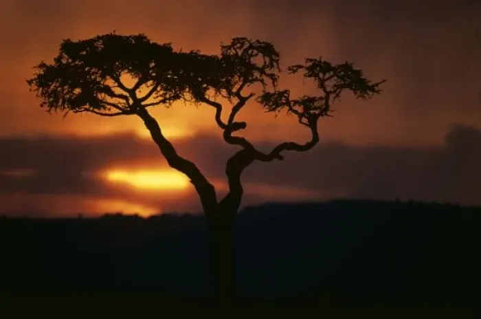 Framed Print : Africa, Kenya, Masai Mara Game Reserve, Setting sun silhouettes lone acacia tree