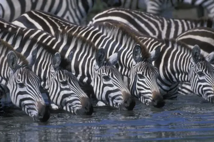 Framed Print : Africa, Kenya, Masai Mara Game Reserve, Plains Zebra herd (Equus burchelli) drinking