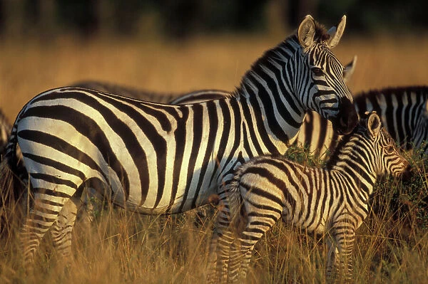 Africa, Kenya, Masai Mara Game Reserve. Plains Zebra (Equus burchelli) and calf in