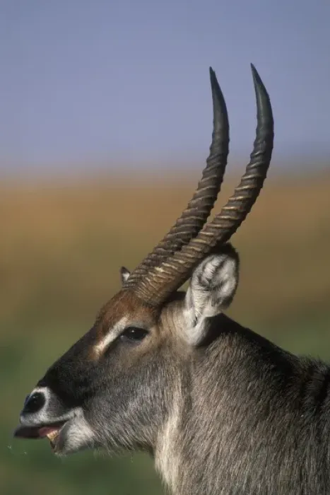 Framed Print : Africa, Kenya, Masai Mara Game Reserve, Close-up of Adult Male Waterbuck (Kobus ellipsiprymnus)
