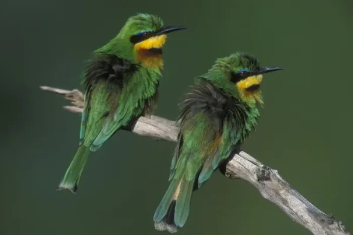 Framed Print : Africa, Kenya, Masai Mara Game Reserve, Two Little Bee Eaters (Merops pusillus) perched Framed Print : Africa, Kenya, Masai Mara Game Reserve, Two Little Bee Eaters (Merops pusillus) perched
