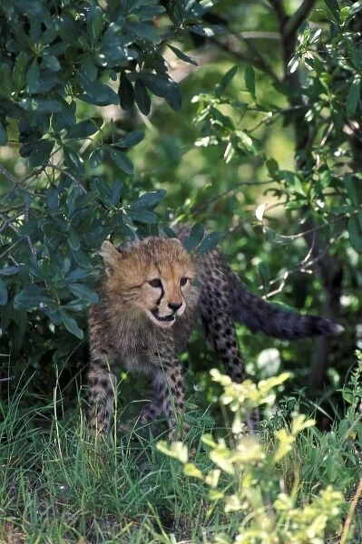 Africa, Kenya, Masai Mara Game Reserve. Cheetah cub (Acinonyx jubatus)
