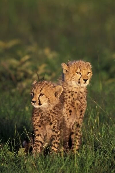 Africa, Kenya, Masai Mara Game Reserve. Cheetah cubs (Acinonyx jubatus)