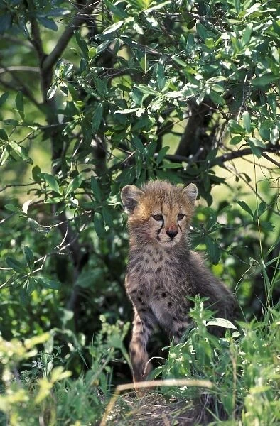 Africa, Kenya, Masai Mara Game Reserve. Cheetah cub (Acinonyx jubatus)