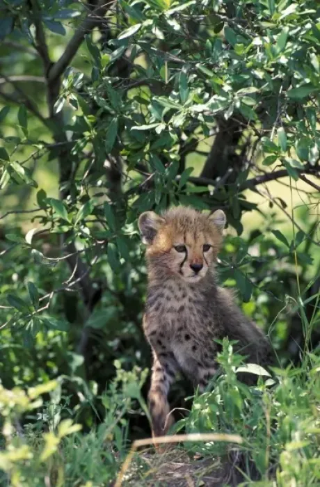Framed Print : Africa, Kenya, Masai Mara Game Reserve. Cheetah cub (Acinonyx jubatus) Framed Print : Africa, Kenya, Masai Mara Game Reserve. Cheetah cub (Acinonyx jubatus)