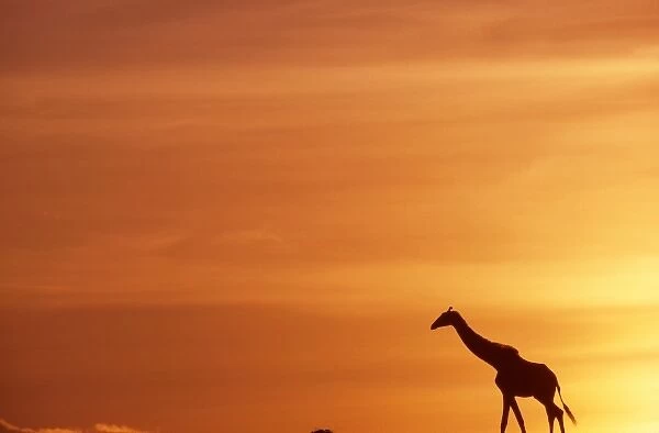 Africa. Kenya. Masai Mara. Giraffe (Giraffa camelopardalis) walks across the plains