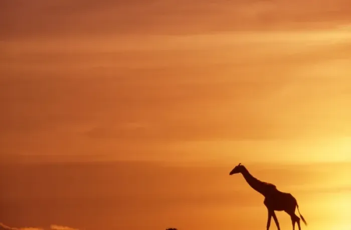 Framed Print : Africa. Kenya. Masai Mara. Giraffe (Giraffa camelopardalis) walks across the plains