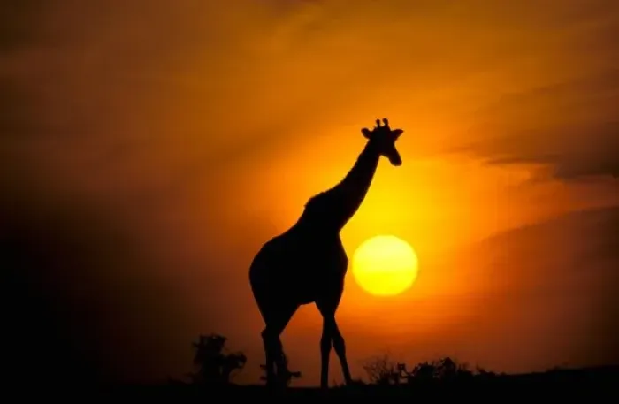 Framed Print : Africa, Kenya, Masai Mara. Giraffe (Giraffe camelopardoalis)