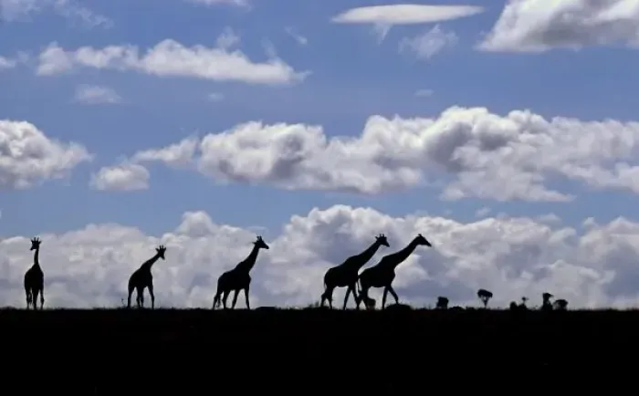 Framed Print : Africa, Kenya, Masai Mara. Giraffes (Giraffa camelopardalis) silhouetted against the sky Framed Print : Africa, Kenya, Masai Mara. Giraffes (Giraffa camelopardalis) silhouetted against the sky