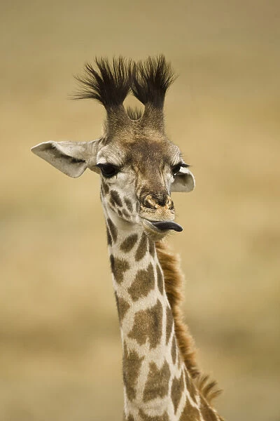 Africa, Kenya, Masai Mara GR, Upper Mara, Masai Giraffe, Giraffa camelopardalis tippelskirchi