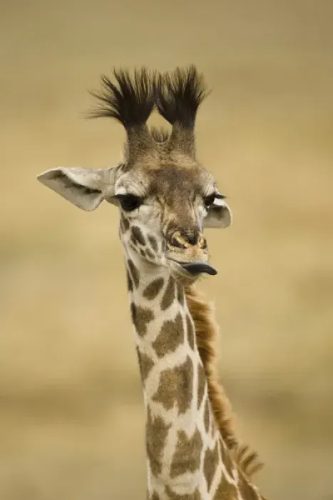 Framed Print : Africa, Kenya, Masai Mara GR, Upper Mara, Masai Giraffe, Giraffa camelopardalis tippelskirchi Framed Print : Africa, Kenya, Masai Mara GR, Upper Mara, Masai Giraffe, Giraffa camelopardalis tippelskirchi