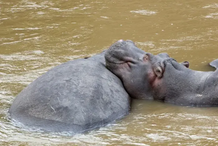 Framed Print : Africa, Kenya, Masai Mara. Hippopotamus resting head on back on another hippo. Credit as Framed Print : Africa, Kenya, Masai Mara. Hippopotamus resting head on back on another hippo. Credit as