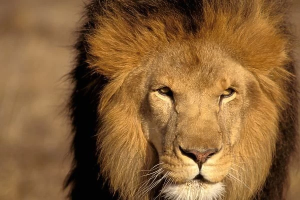 Africa, Kenya, Masai Mara. Lion male (Panthera leo), captive