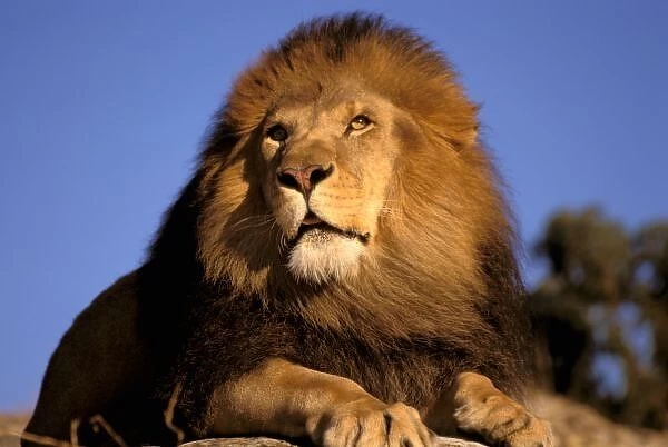 Africa, Kenya, Masai Mara. Male lion (Panthera leo), captive