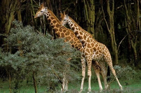 Africa, Kenya, Masai Mara. Masai giraffe (Giraffe amelopadaris)