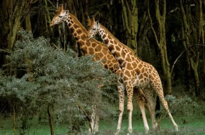 Framed Print : Africa, Kenya, Masai Mara. Masai giraffe (Giraffe amelopadaris)