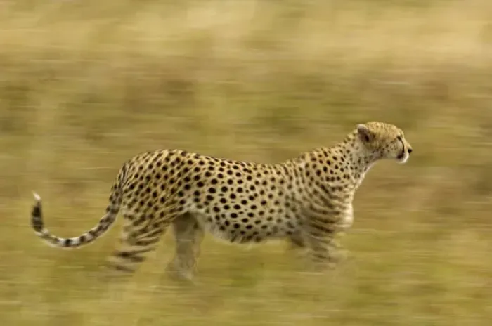 Framed Print : Africa, Kenya, Masai Mara. Motion blur of cheetah stalking prey Framed Print : Africa, Kenya, Masai Mara. Motion blur of cheetah stalking prey