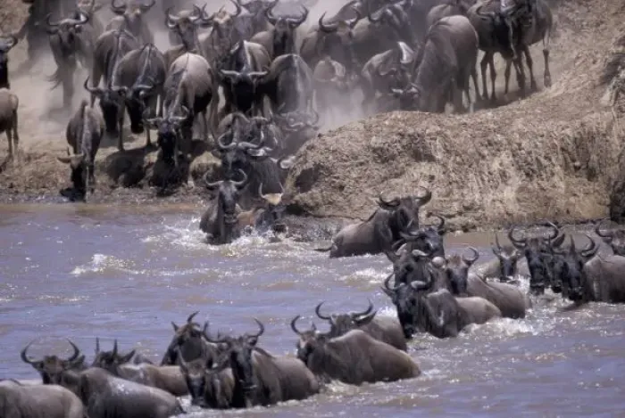 Framed Print : Africa, Kenya, Masai Mara National Park. Wildebeest in migration Framed Print : Africa, Kenya, Masai Mara National Park. Wildebeest in migration