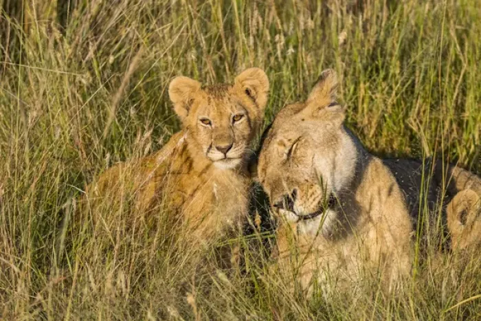 Framed Print : Africa, Kenya, Masai Mara National Reserve. African Lion (Panthera leo) female with cubs