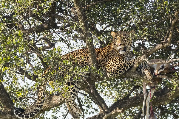 Africa, Kenya, Masai Mara National Reserve, African Leopard (Panthera pardus pardus)